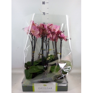 Phalaenopsis   ...rose