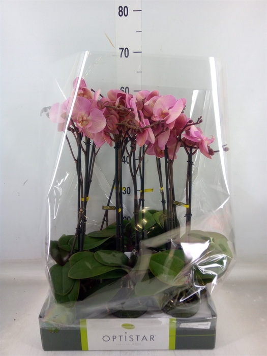 <h4>Phalaenopsis   ...rose</h4>