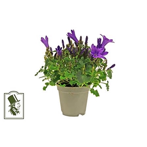 CAMPANU. PORTENSCHLAGIANA