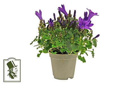 <h4>CAMPANU. PORTENSCHLAGIANA p5.5</h4>