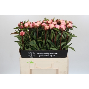 Paeonia Gardenia