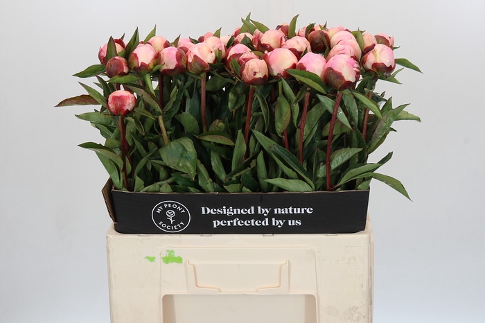 Paeonia Gardenia