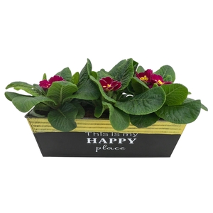 Primula Happy Zink rechthoek op kleur 643