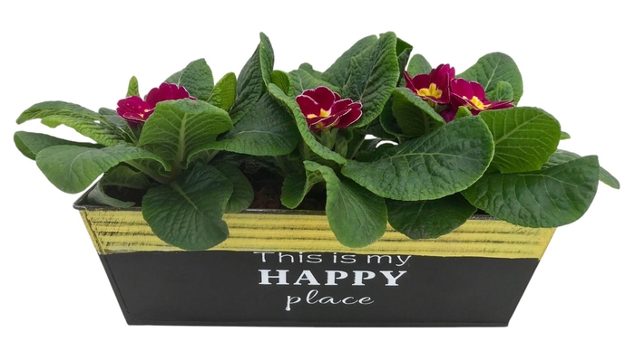 <h4>Primula Happy Zink rechthoek op kleur 643</h4>