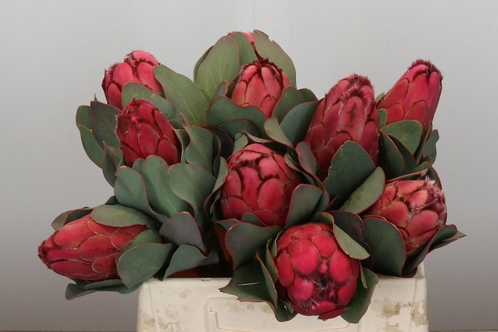 <h4>PROTEA GRANDICEPS</h4>