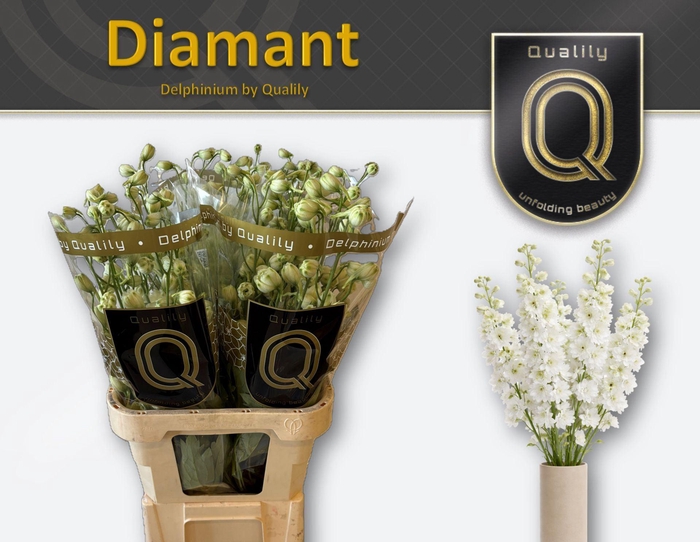 <h4>Delphinium DU 'Delphis Diamant'</h4>