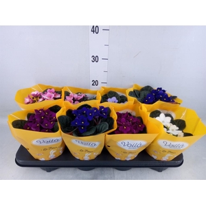 Saintpaulia   ...mix