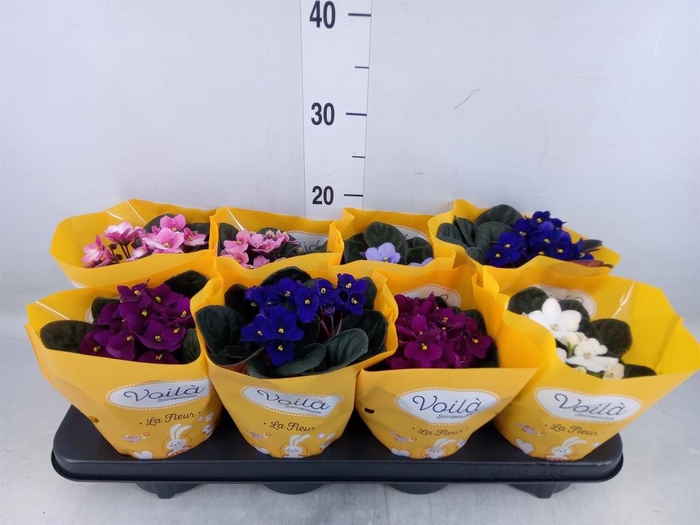 <h4>Saintpaulia ...mix</h4>