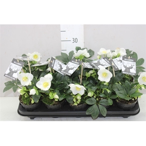 Helleborus Ni Winter Fleur 15+ L