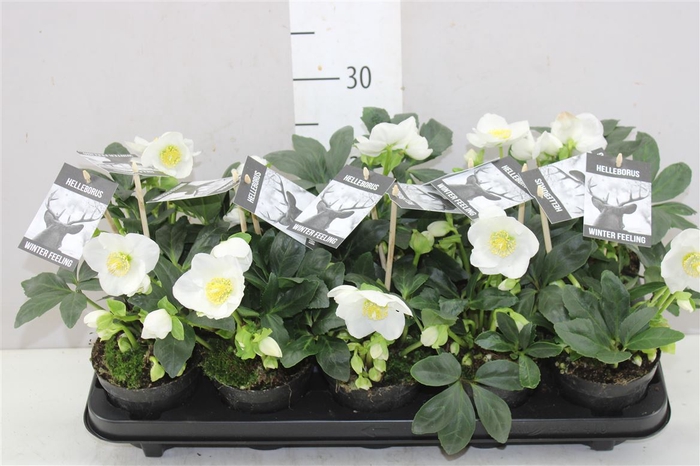 <h4>Helleborus Ni Winter Fleur 15+ L</h4>