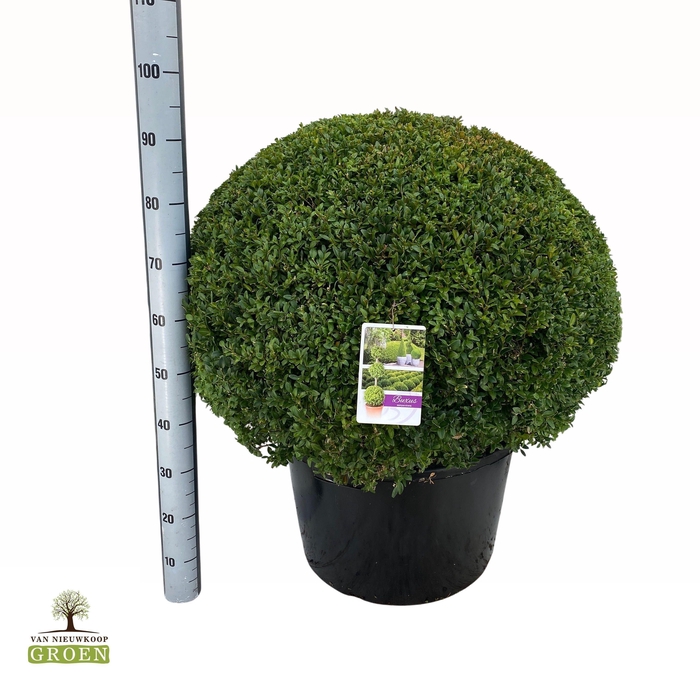 <h4>Buxus sempervirens Platte Bol 80</h4>