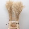 Pauwenveren Bleached White