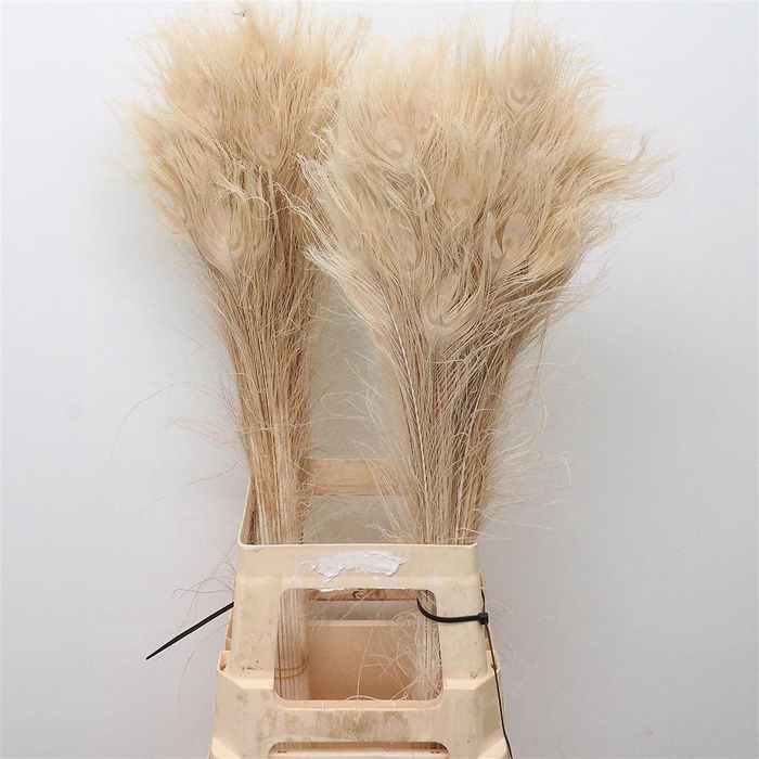 Pauwenveren Bleached White