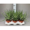 Aloe arborescens
