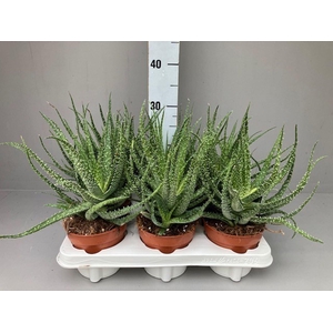 Aloe arborescens