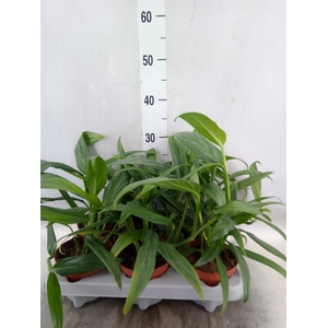 Epipremnum ampl. 'Silver Stripe'
