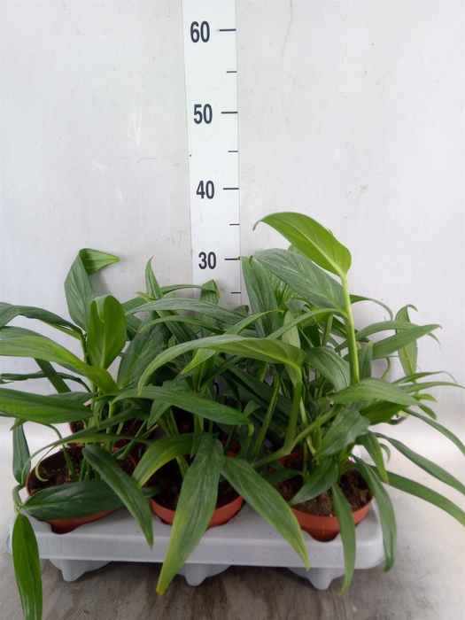 <h4>Epipremnum ampl. 'Silver Stripe'</h4>