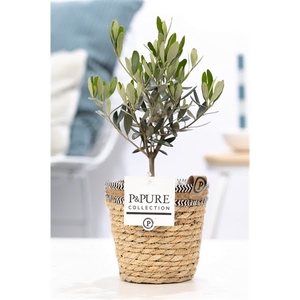 Olea Europaea in P&PURE Basket 6