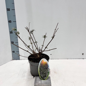 Buddleja Black Knight