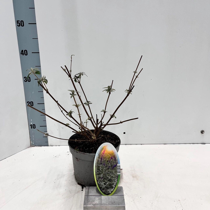 Buddleja Black Knight