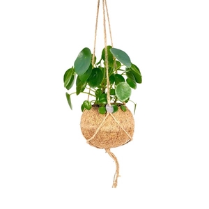 Kokodama Pilea Hang