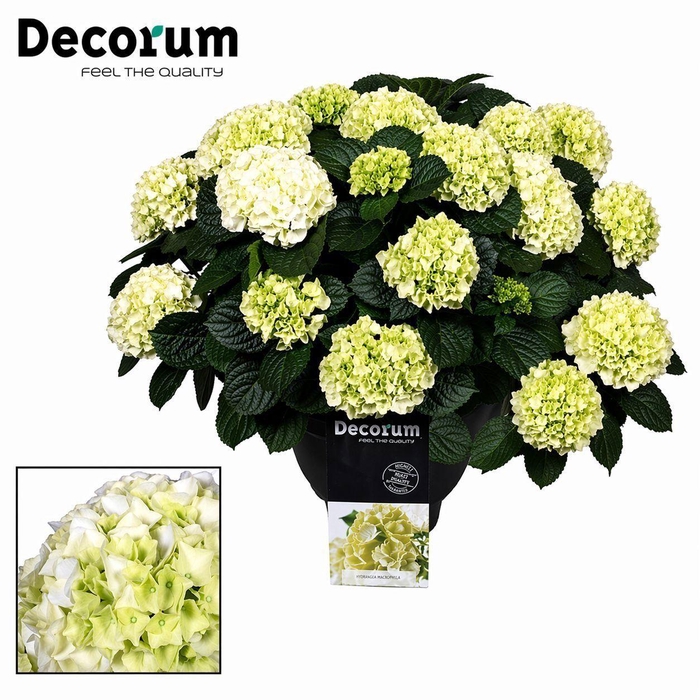 <h4>Hydrangea White in sierpot 20+ kop (Decorum)</h4>