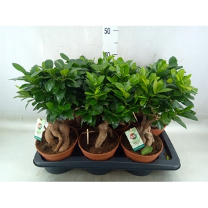Ficus microcarpa 'Ginseng'