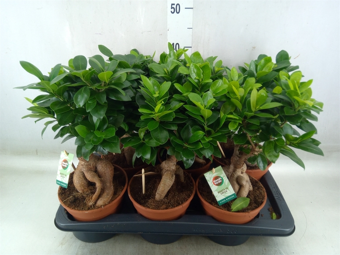<h4>Ficus microcarpa 'Ginseng'</h4>