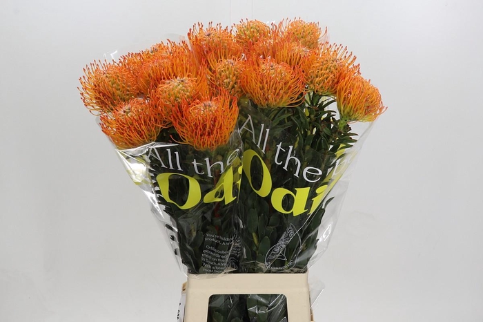 <h4>Nutans Ayoba Sun</h4>