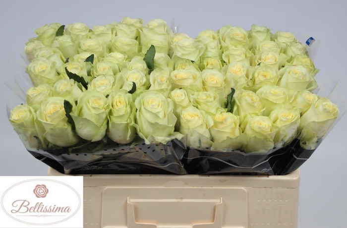 <h4>R GR CREAM UNIQUE</h4>