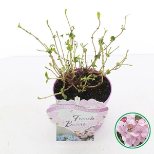 Hydrangea hybr. 'French Bolero'® Roze C2 (17cm.)