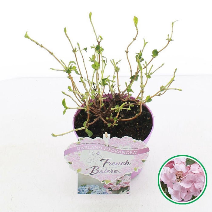 <h4>Hydrangea hybr. 'French Bolero'® Roze C2 (17cm.)</h4>