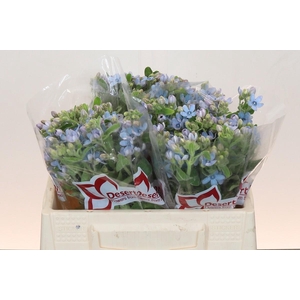 Oxypetalum Tweedia Blue