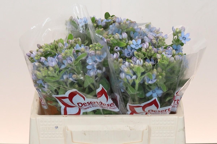 Oxypetalum Tweedia Blue