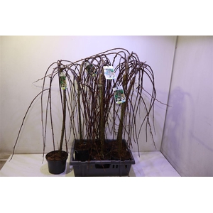 arr8 Salix Cap Kilmarnock