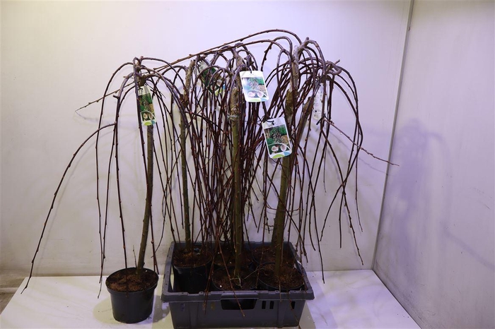 <h4>Salix Cap Kilmarnock</h4>