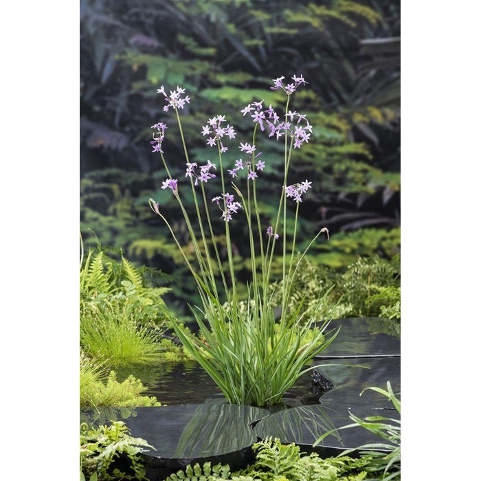 <h4>Thulbachia violance</h4>