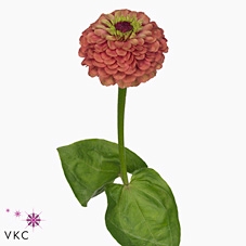 ZINNIA Q RED LIME