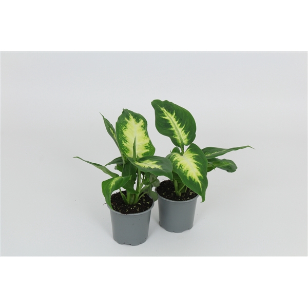 <h4>Dieffenbachia Camilla 8,5 cm</h4>