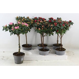 Azalia gem 13Ø 45cm 25Ø