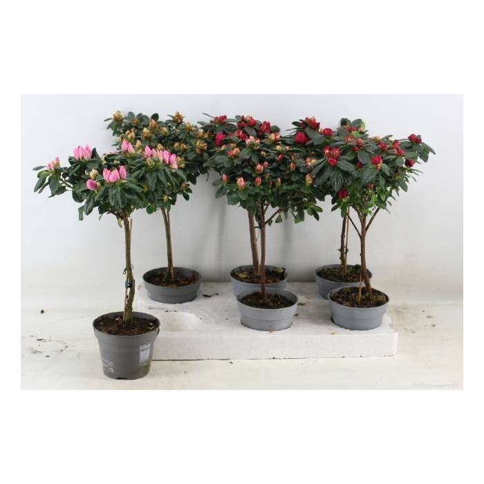<h4>Azalia gem 13Ø 45cm 25Ø</h4>
