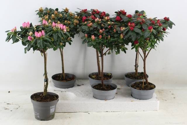 Azalia gem 13Ø 45cm 25Ø