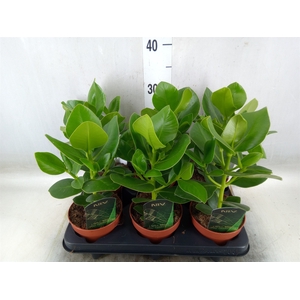 Clusia rosea 'Princess'