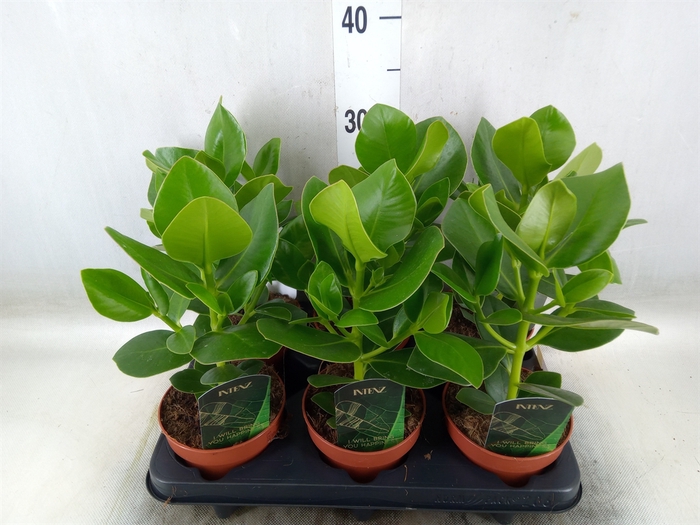 <h4>Clusia rosea 'Princess'</h4>