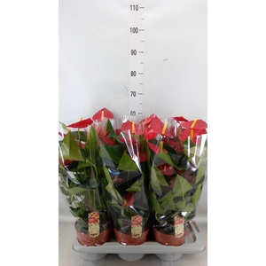 Anthurium andr. 'Tremendo'