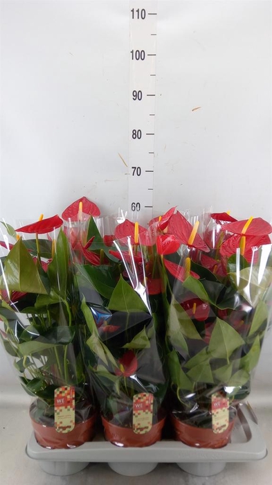 <h4>Anthurium andr. 'Tremendo'</h4>