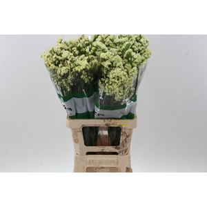 Lim S Yellow Sun Birds Fu