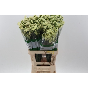 Lim S Yellow Sun Birds Fu