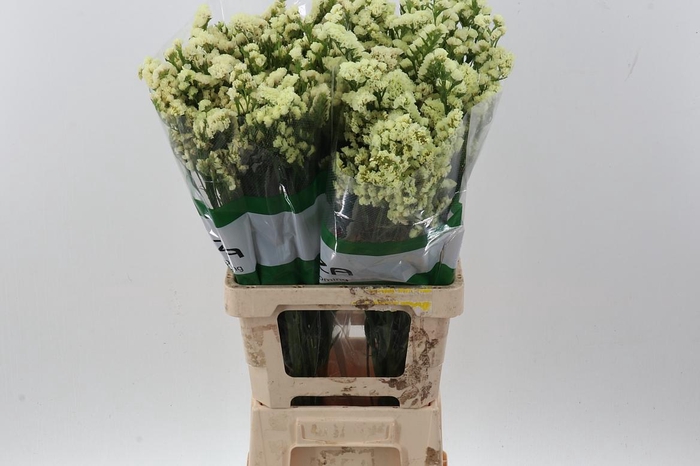 <h4>Lim S Yellow Sun Birds Fu</h4>