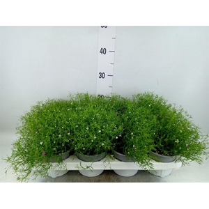 Gypsophila muralis   ...mix /pot